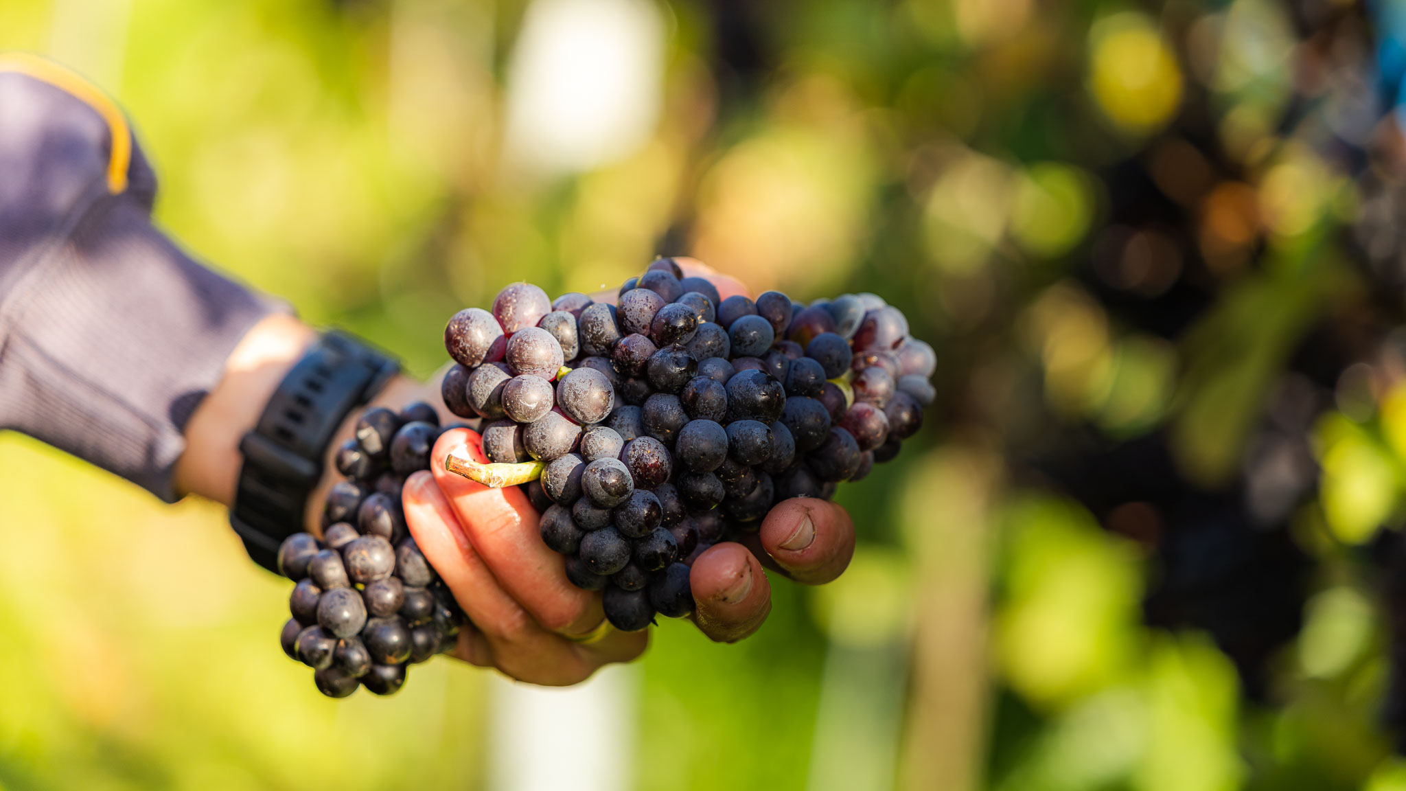 Wealden wine trail joins Sussex Winelands as tourism expands to 16 vineyards 